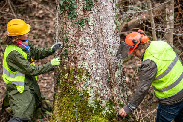 How Our Tree Care Process Works  in  Eminence, KY