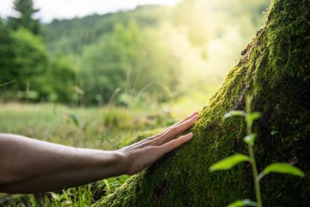 Eminence, KY Tree Services Company